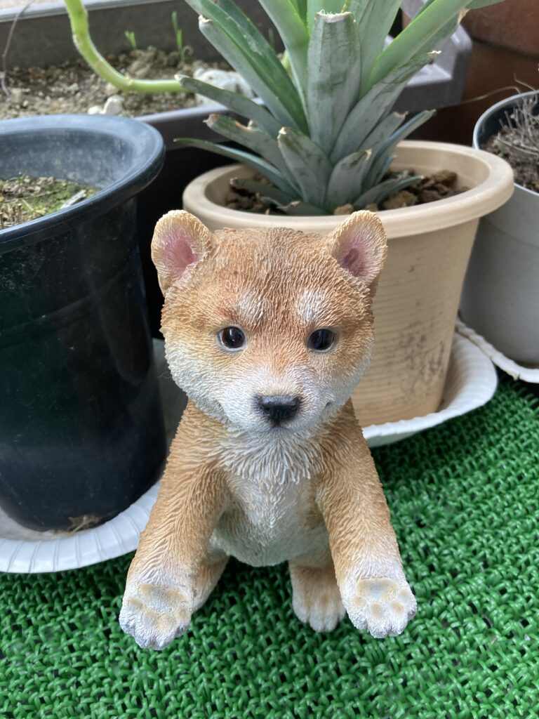 フリマ柴犬