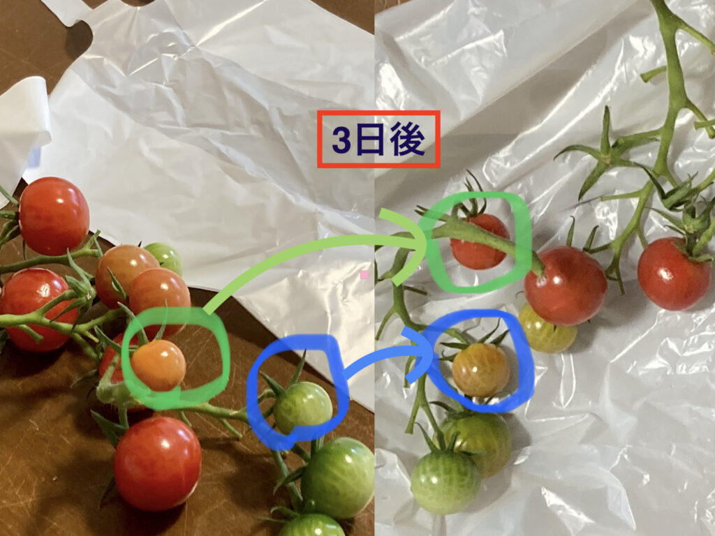 ミニトマト　半透明ビニール袋で追熟