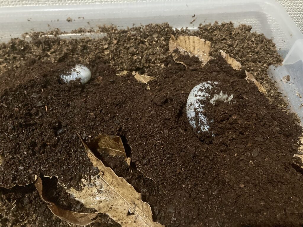 2023ササシマ昆虫ワールド　ヘラクレスオオカブト幼虫掘りで採取した幼虫