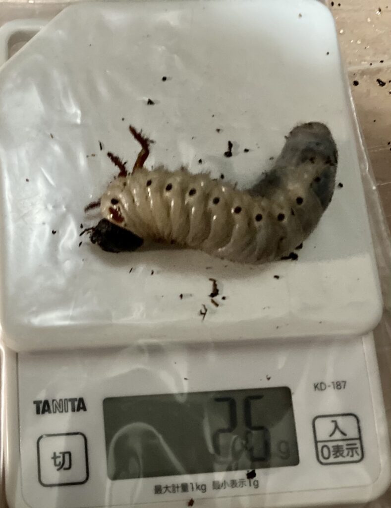 ヘラクレス幼虫１　８月上旬　重さ