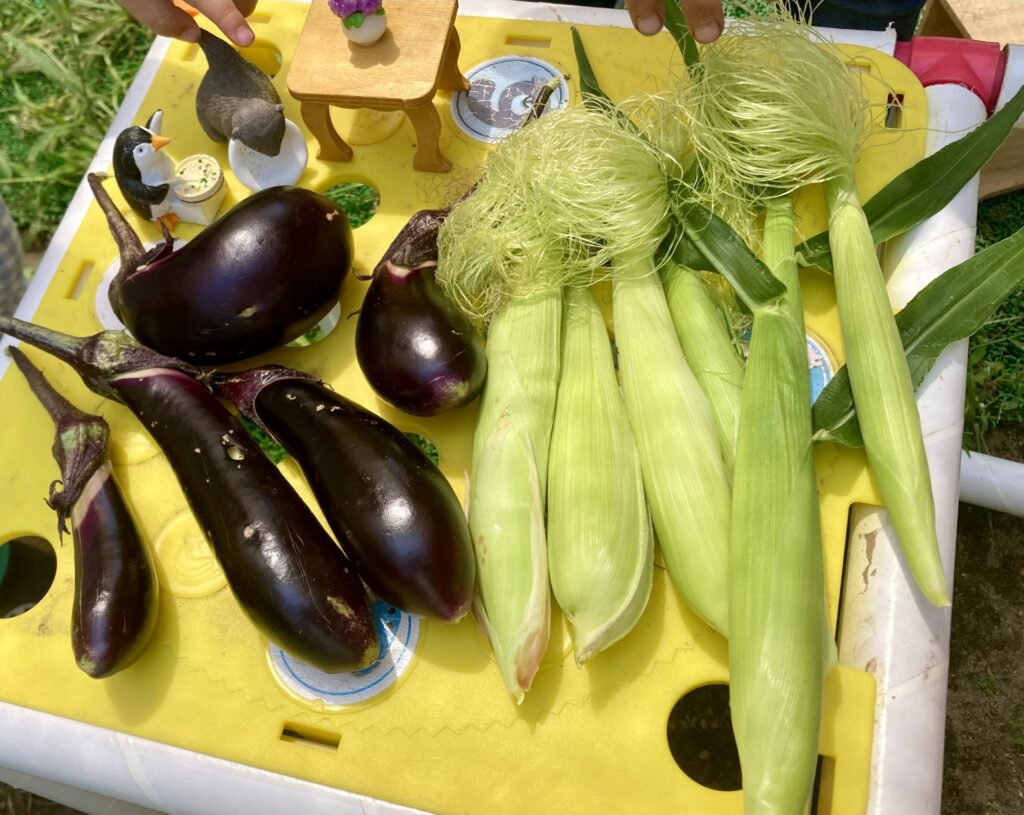 家庭菜園で収穫した夏野菜