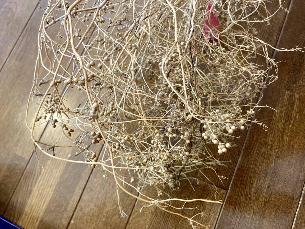 カラカラになったパクチーの蕾