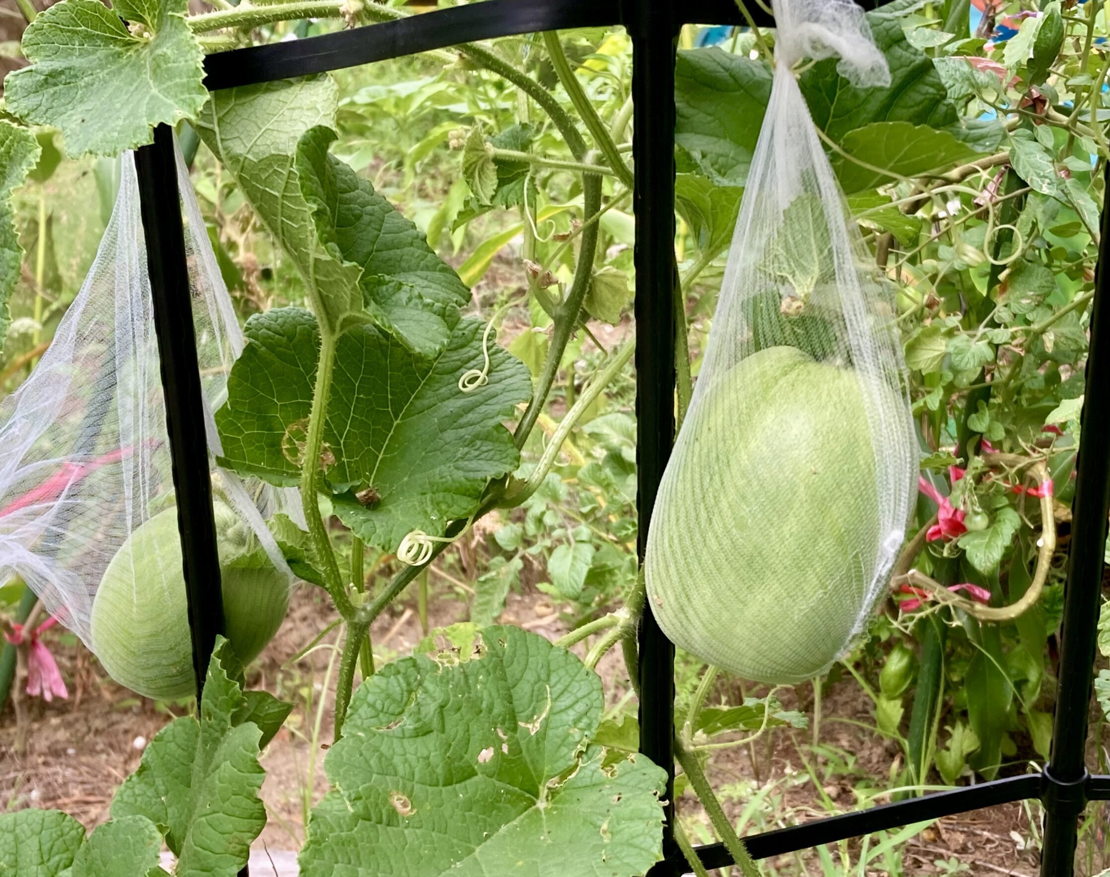 家庭菜園　メロンうり