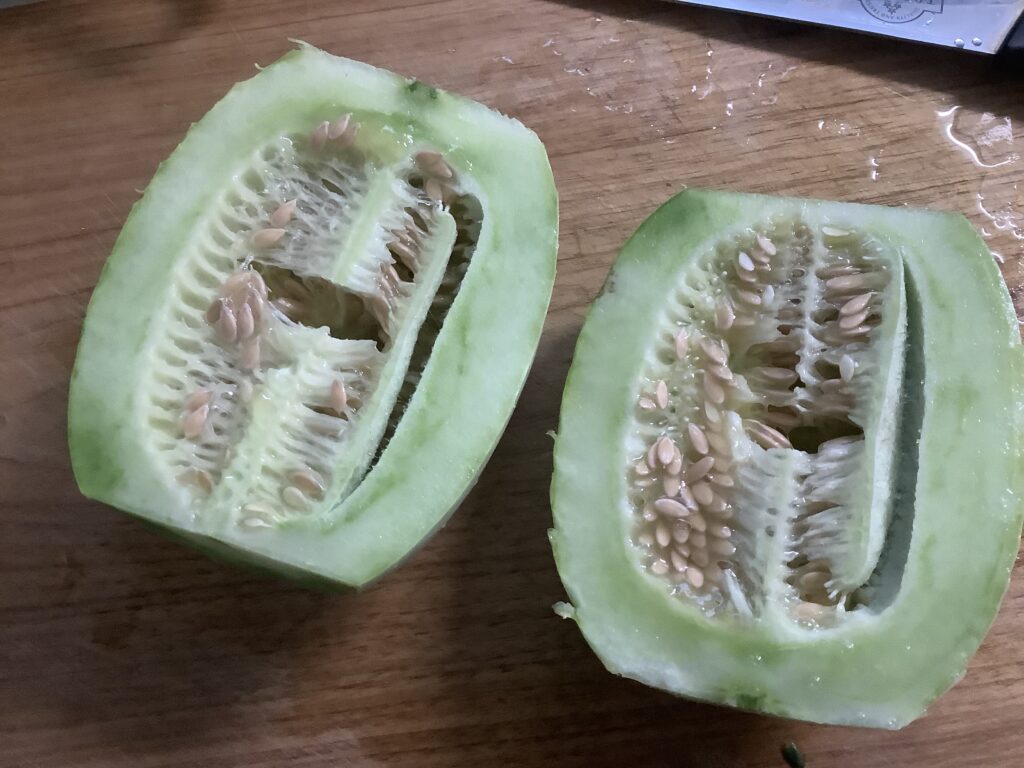 家庭菜園　メロンうり