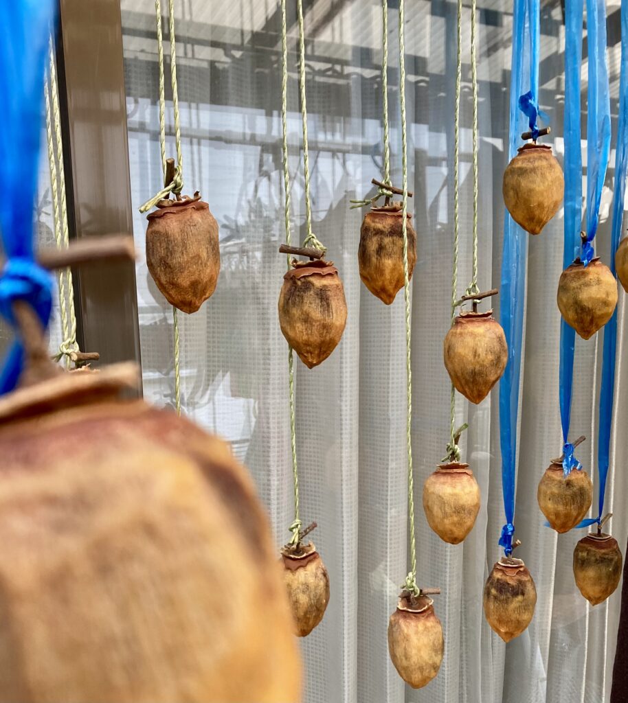 干し柿　2週間後