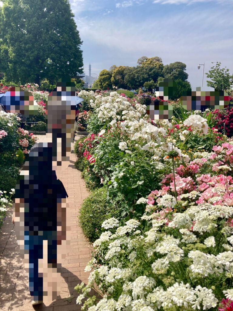 山下公園 未来バラ園 令和8年5月
