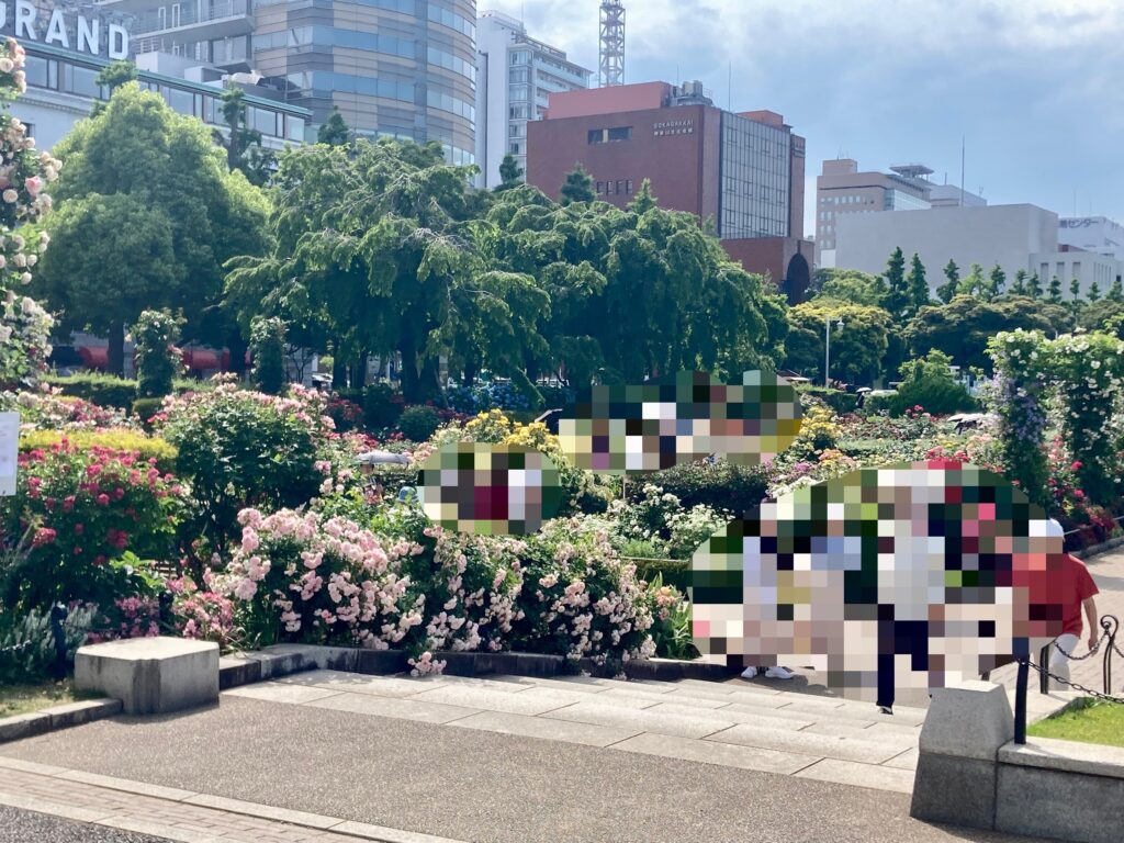 山下公園 未来バラ園 令和8年5月