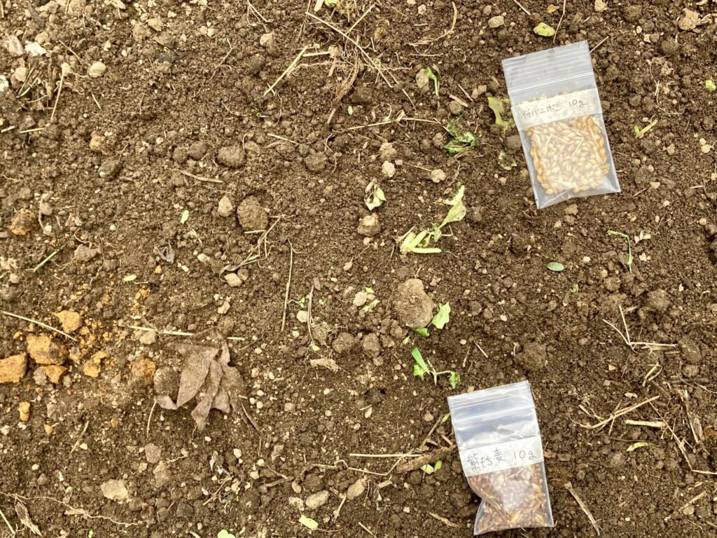 イチバンボシと紫もち麦の種まき