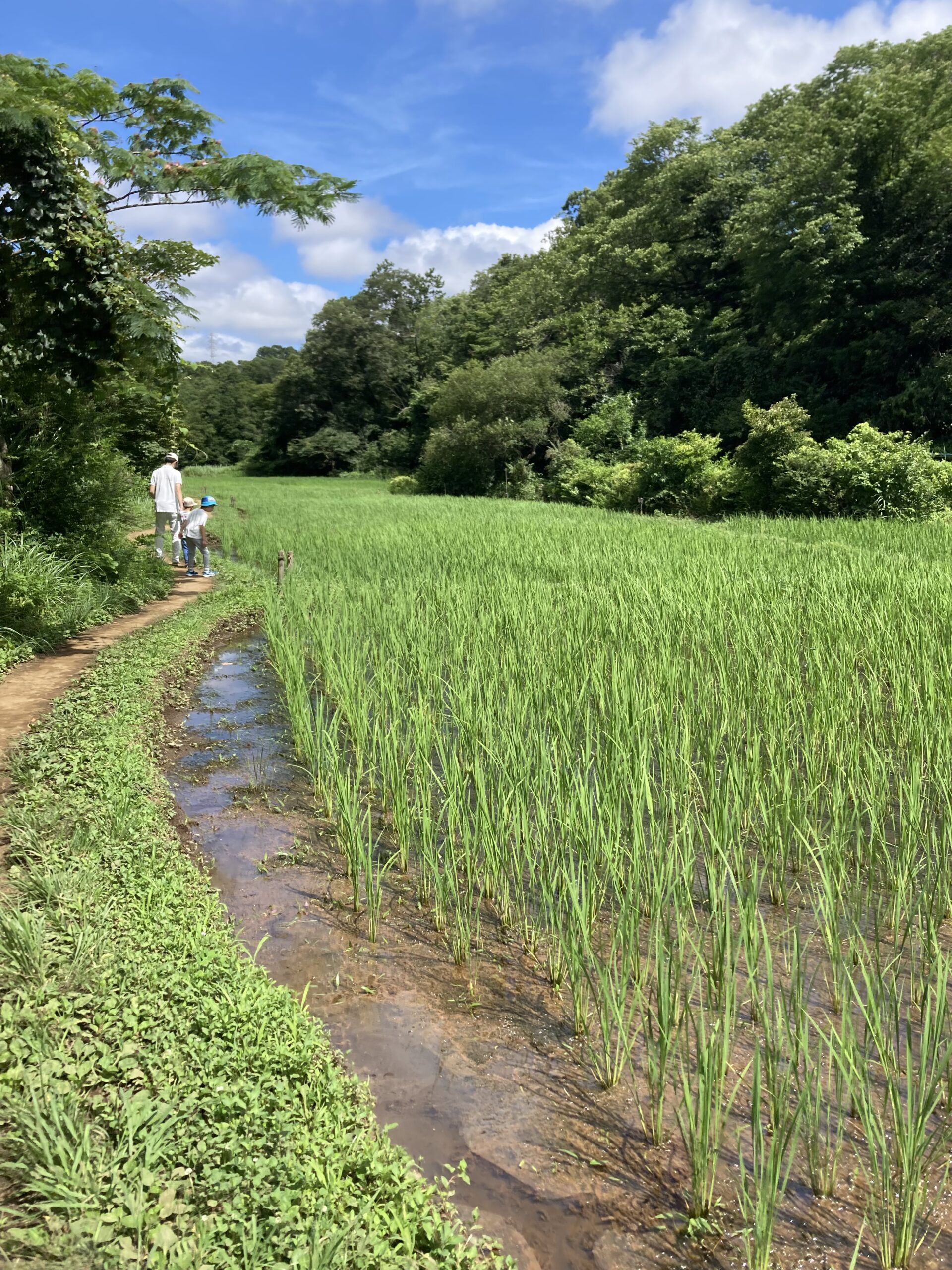 舞岡公園　田んぼ